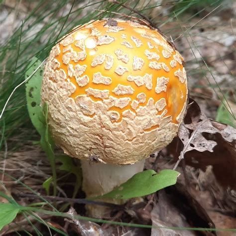 If you know all the key features of an <strong>Amanita Muscaria</strong> that seperate it from it's poisonous cousins, then you can safely say there are no look-alikes. . Amanita muscaria for sale uk